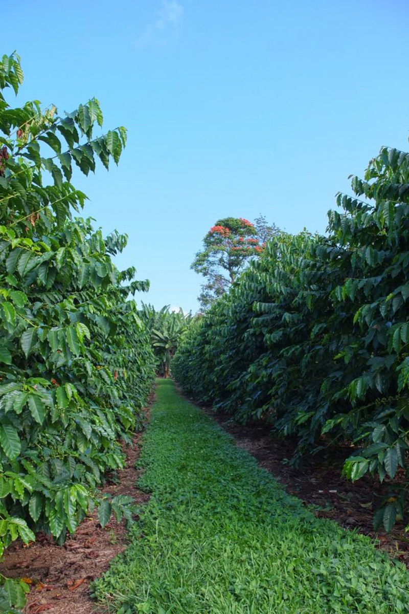 Kona Coffee Plantation Weddings Get Prices for Wedding Venues in HI