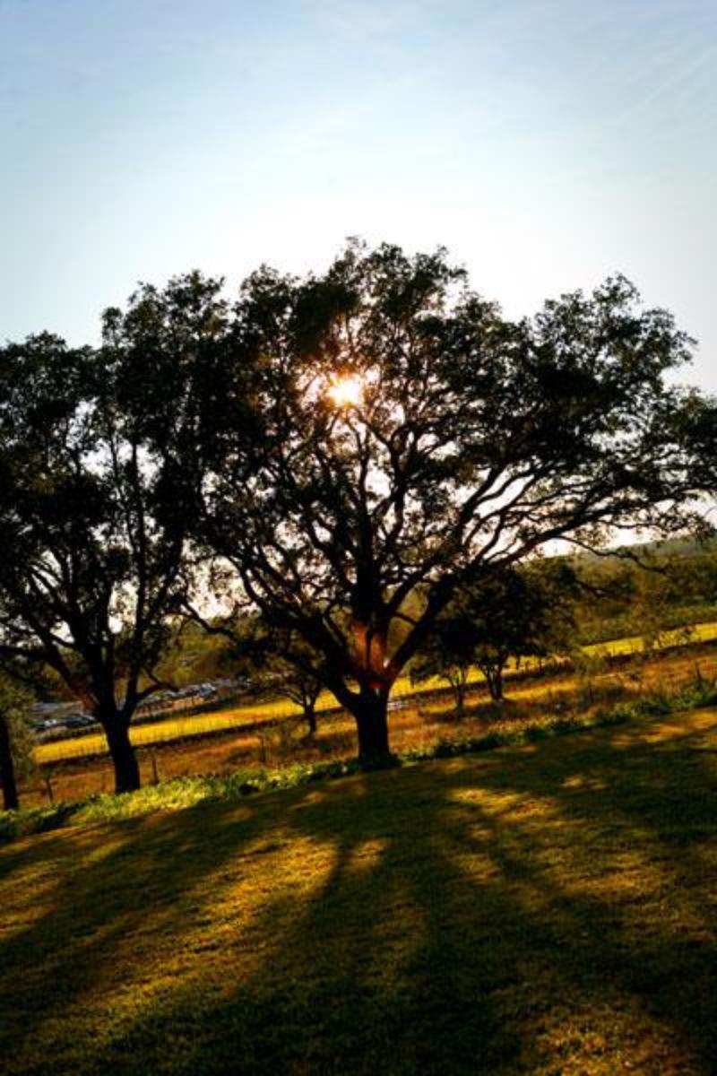 Pecan Grove Weddings Get Prices for Wedding Venues in Driftwood, TX