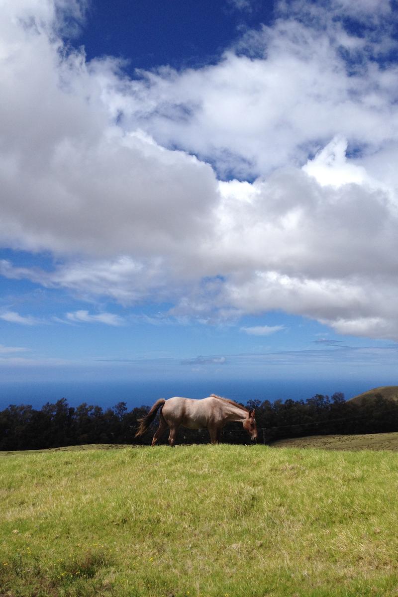 Kahua Ranch Weddings Get Prices for Wedding Venues in Kamuela, HI