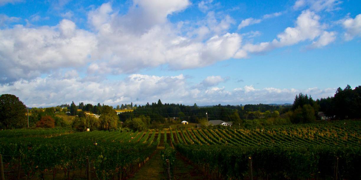 Plum Hill Vineyards weddings in Gaston OR