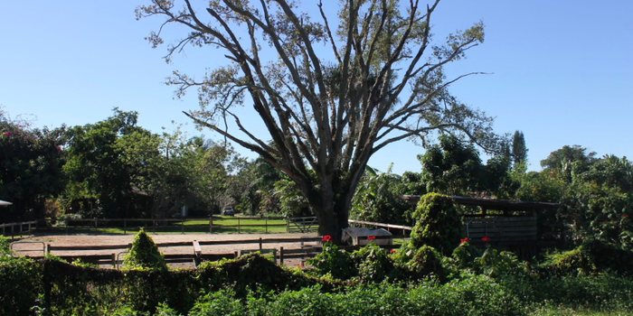 Tree Tops Wedding Venue
