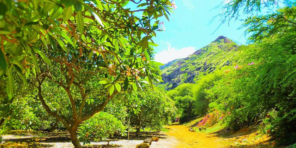Koko Crater Botanical Garden weddings in Honolulu HI