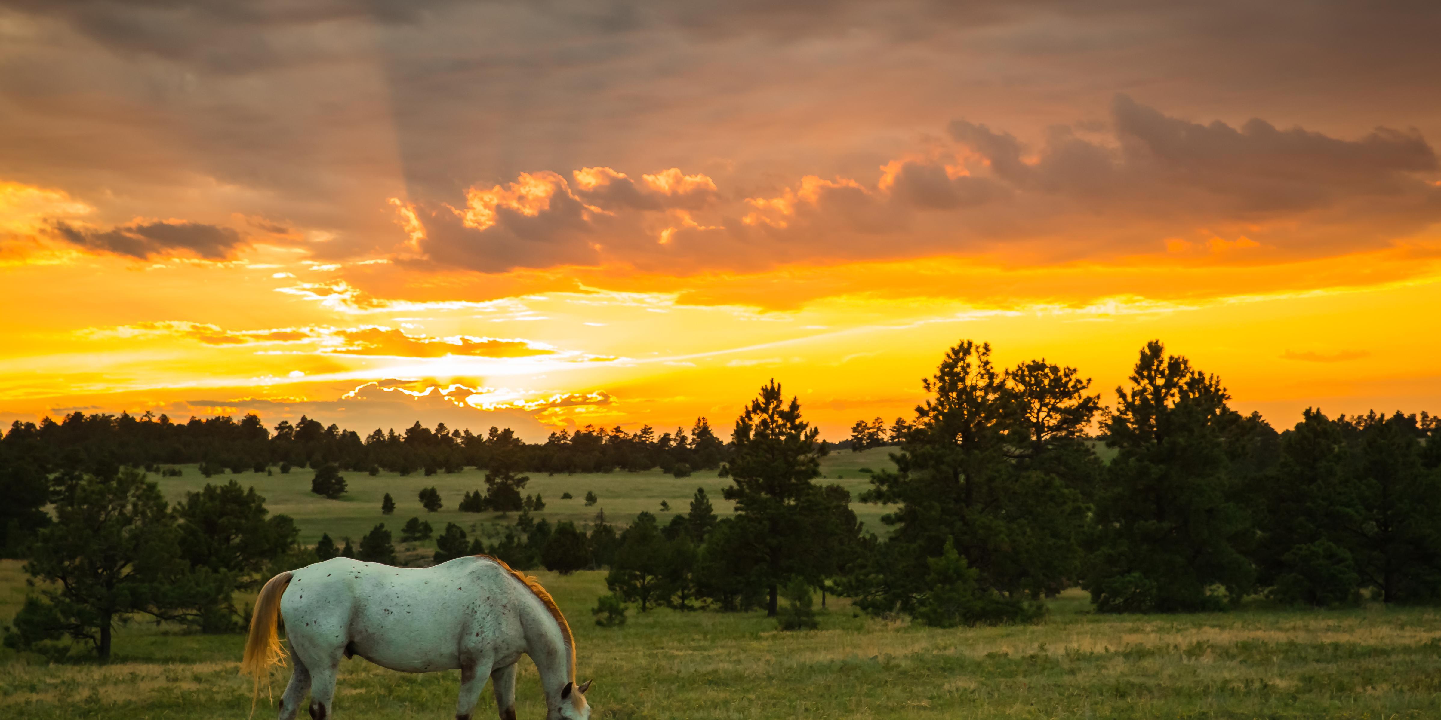 JCC Ranch Camp weddings in Elbert CO
