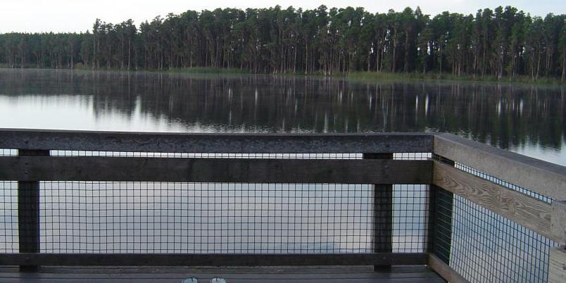 Lake Louisa State Park weddings in Clermont FL