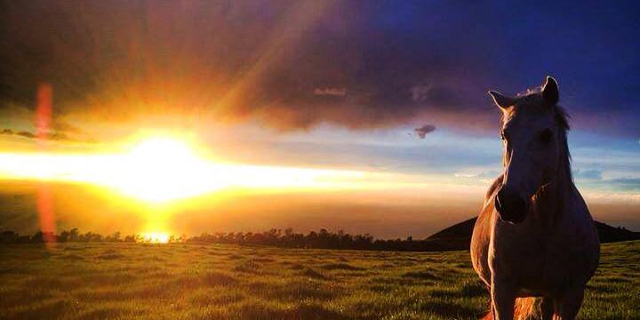 Kahua Ranch weddings in Kamuela HI