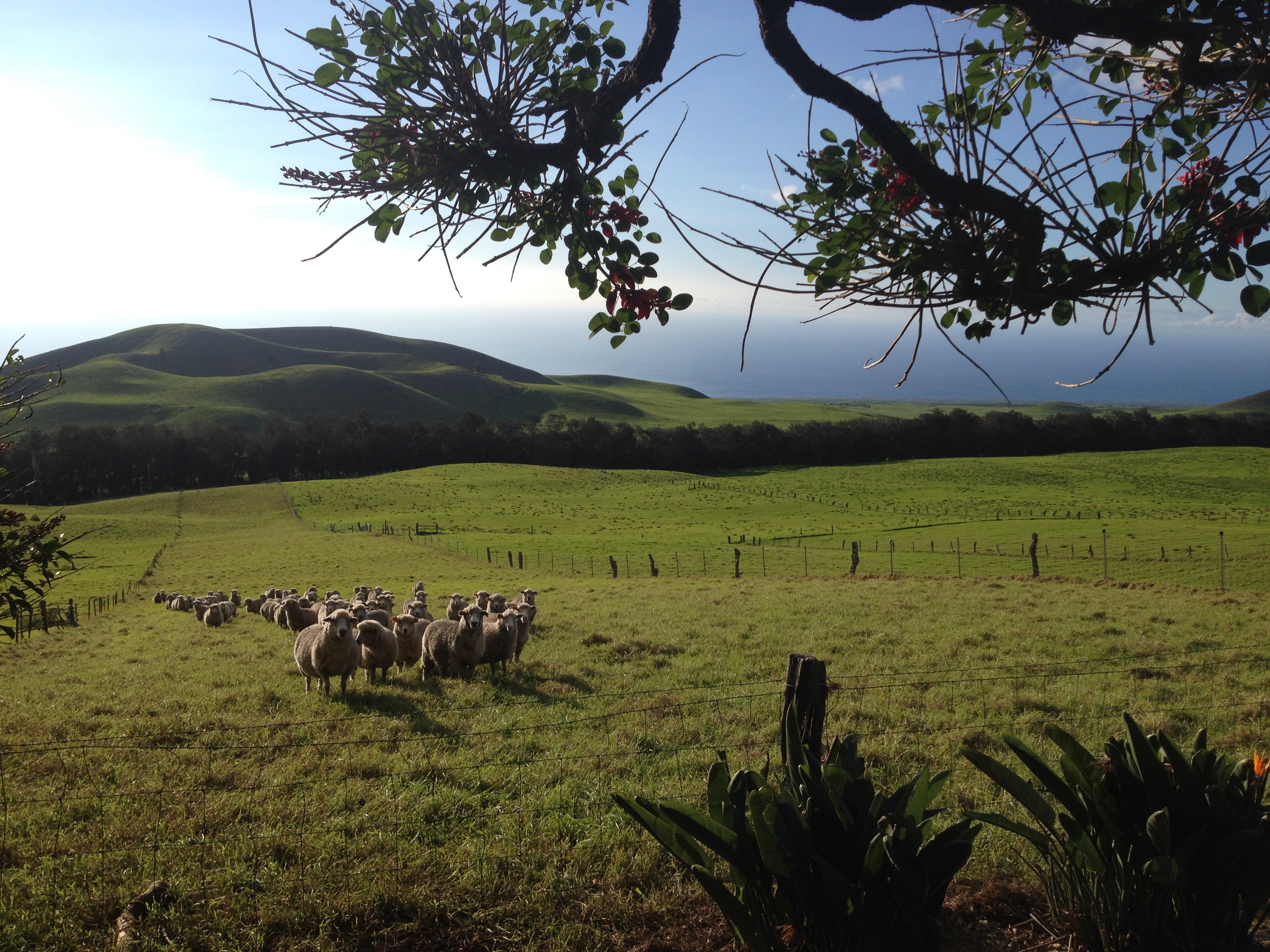 Kahua ranch wedding | Honestweddingadvice.com