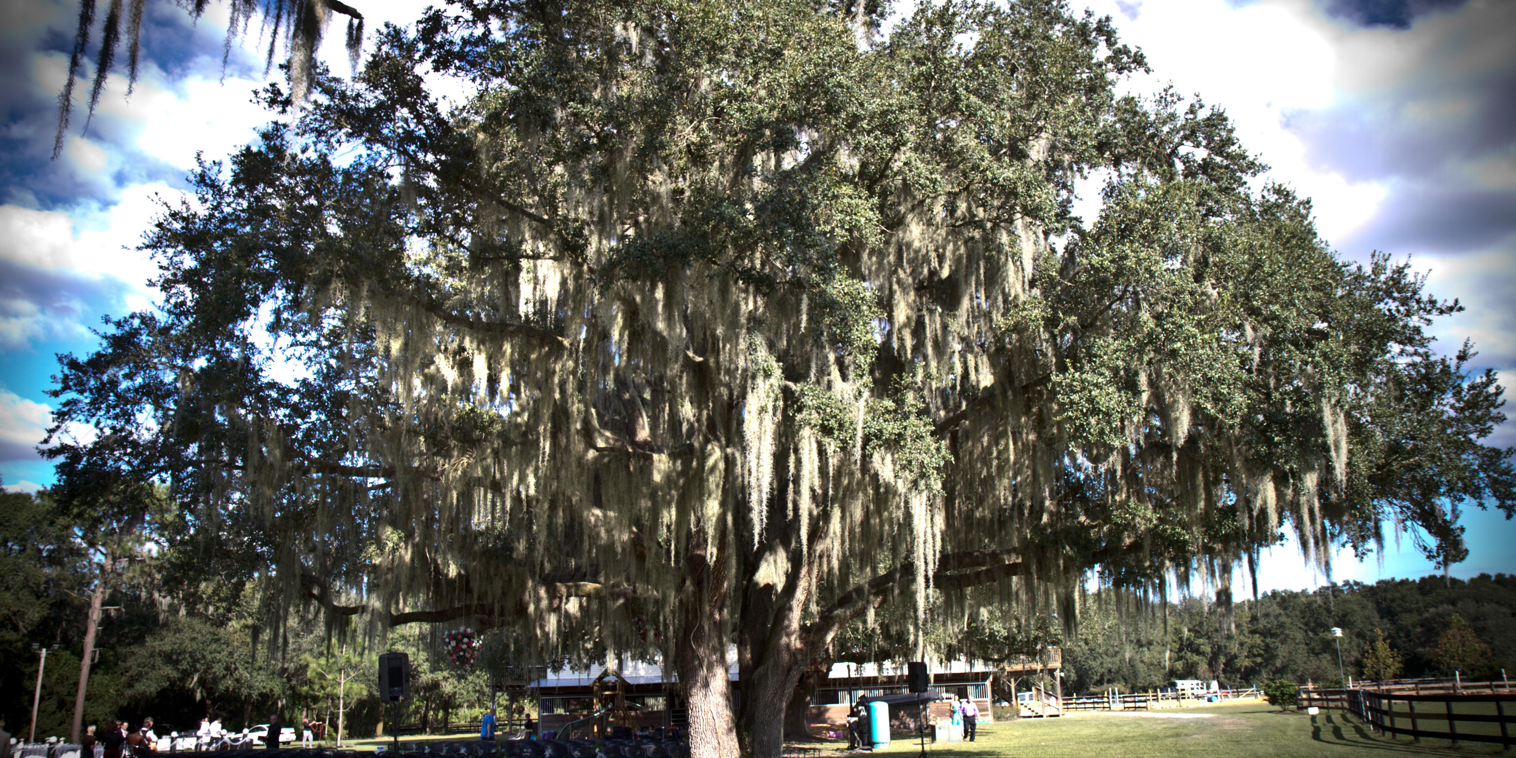 Black Dog Farm weddings in Plant City FL