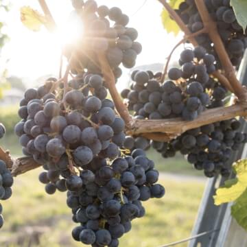 Winery/Vineyard/Brewery