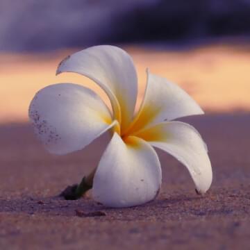 Luau