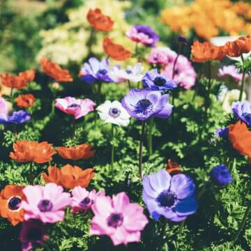 Park/Garden