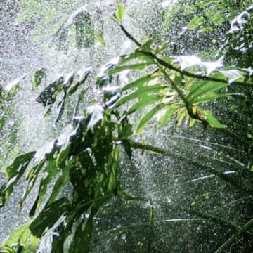 Rainforest
